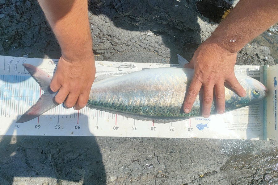 Damien Sinclair caught this 59.0cm Kahawai at Palliser Bay during The Export NZ Fishing Competition