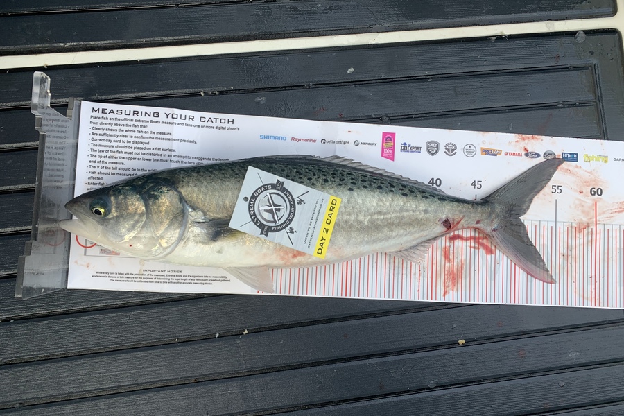 Cameron McIntosh caught this 50.5cm Kahawai at Whitianga during The Export NZ Fishing Competition