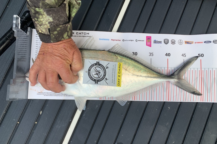 Cameron McIntosh caught this 44.0cm Trevally at Whitianga during The Export NZ Fishing Competition