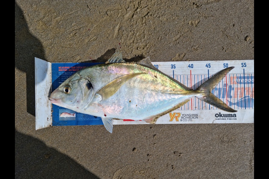 Jayden Emtage caught this 45.5cm Trevally at glinks gully during The Export NZ Fishing Competition