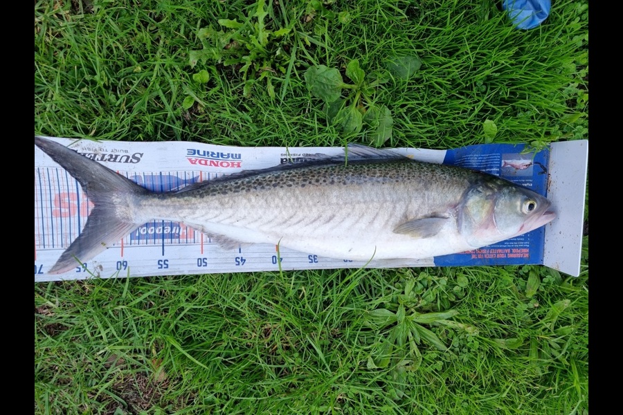 Jayden Emtage caught this 63.0cm Kahawai at Glinks Gully during The Export NZ Fishing Competition