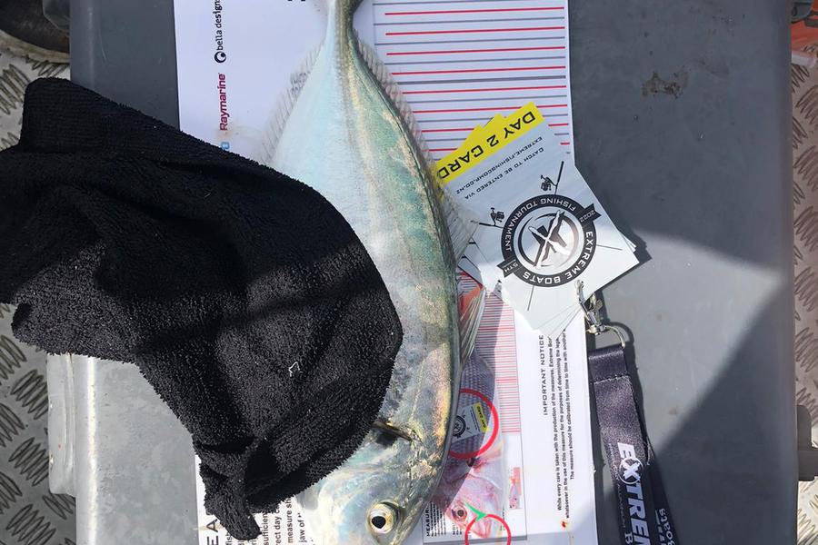 Jake Smith caught this 32.0cm Trevally at Whitianga during The Export NZ Fishing Competition