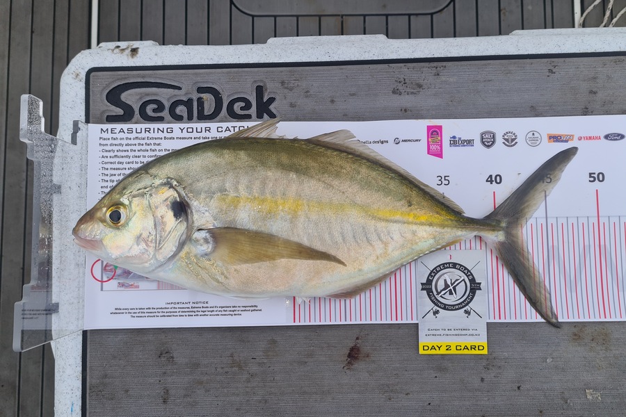 Stewart Gordon caught this 42.5cm Trevally at Whitianga during The Export NZ Fishing Competition