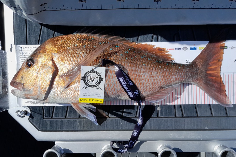 Mark Anderson caught this 65.0cm Snapper at Whitianga during The Export NZ Fishing Competition