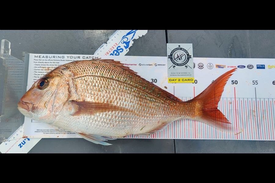Danny Sunkel caught this 45.5cm Snapper at Whitianga during The Export NZ Fishing Competition