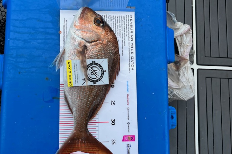 Loren Clothier caught this 37.0cm Snapper at Whitianga during The Export NZ Fishing Competition