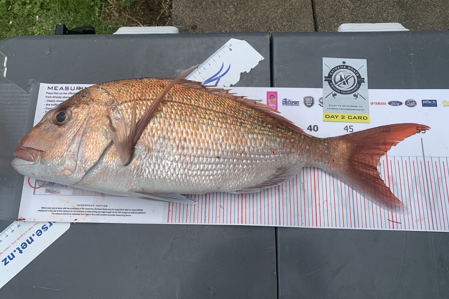 Grant Dixon caught this 48.5cm Snapper at Whitianga during The Export NZ Fishing Competition