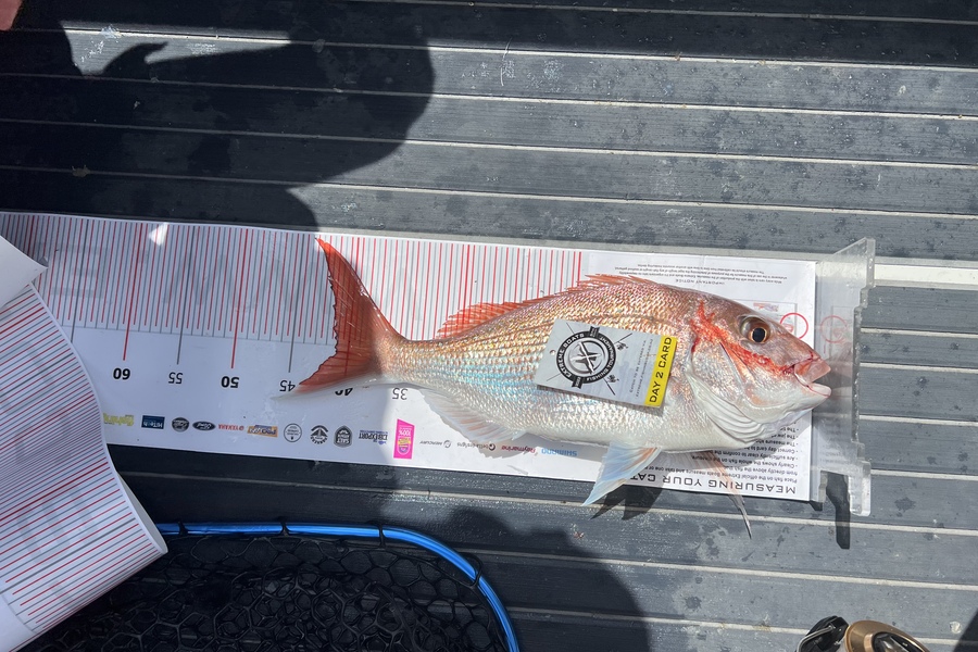 Nick Chatfield caught this 41.0cm Snapper at Whitianga during The Export NZ Fishing Competition
