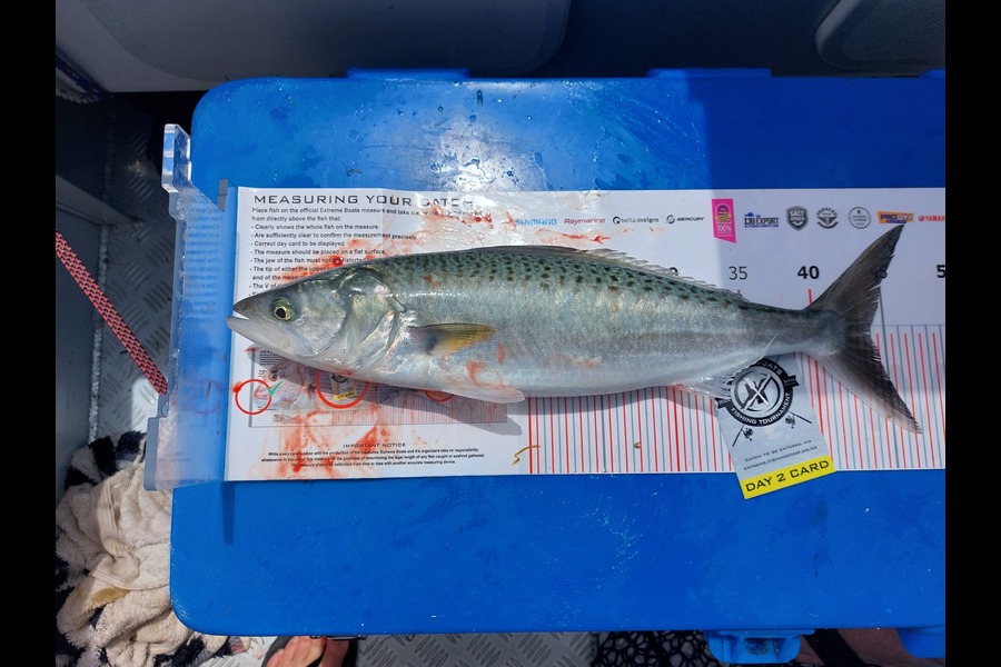 Paul  Swain caught this 44.0cm Kahawai at Whitianga during The Export NZ Fishing Competition