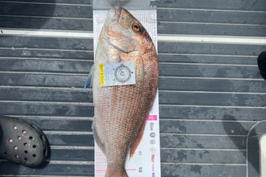 Nick Sneddon caught this 58.0cm Snapper at Whitianga during The Export NZ Fishing Competition