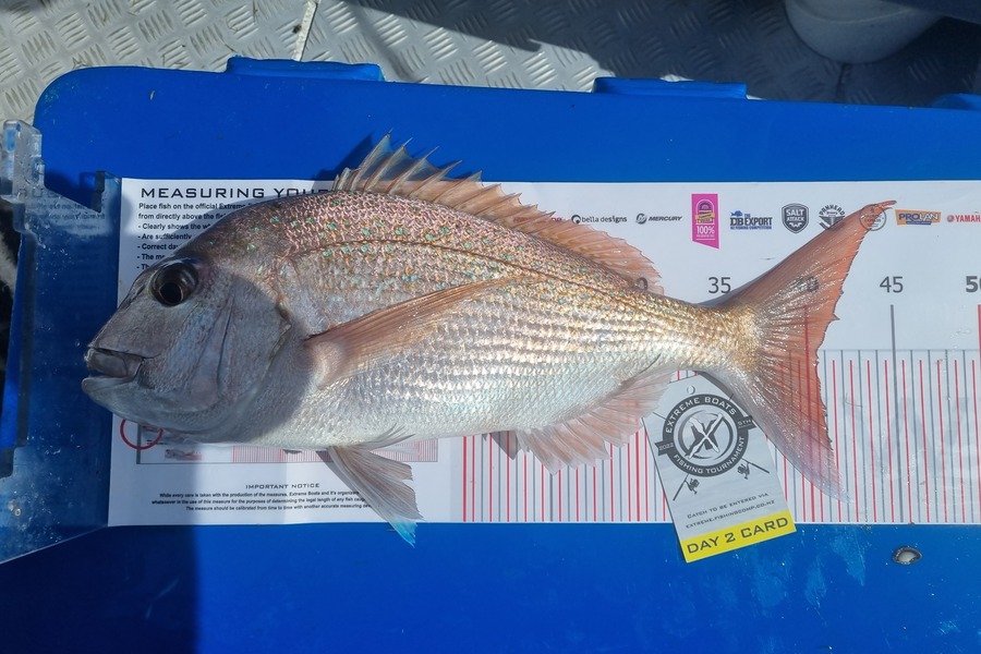 Todd  McGlade caught this 40.5cm Snapper at Whitianga during The Export NZ Fishing Competition
