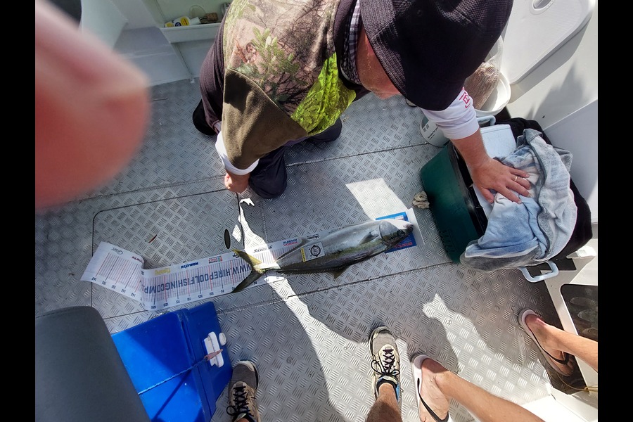 Brett Gorringe caught this 80.0cm Kingfish at Whitianga during The Export NZ Fishing Competition