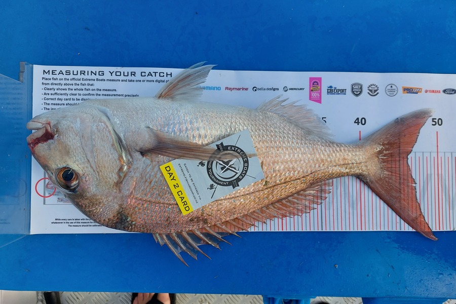 Paul  Swain caught this 46.0cm Snapper at Whitianga during The Export NZ Fishing Competition
