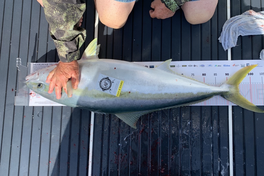 Todd McIntosh caught this 95.0cm Kingfish at Whitianga during The Export NZ Fishing Competition