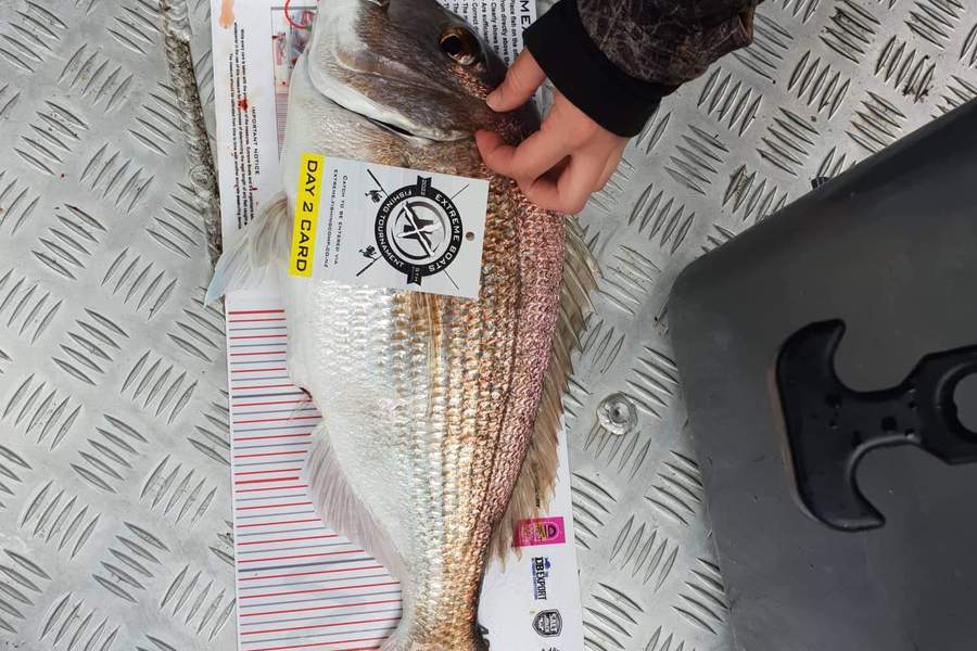 Ashton Jarvie caught this 45.0cm Snapper at Whitianga during The Export NZ Fishing Competition