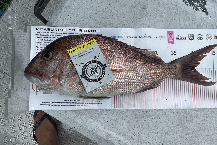 Andrew  McRae caught this 40.0cm Snapper at Whitianga during The Export NZ Fishing Competition