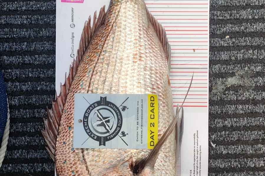 Reon  Williams caught this 42.0cm Snapper at Whitianga during The Export NZ Fishing Competition
