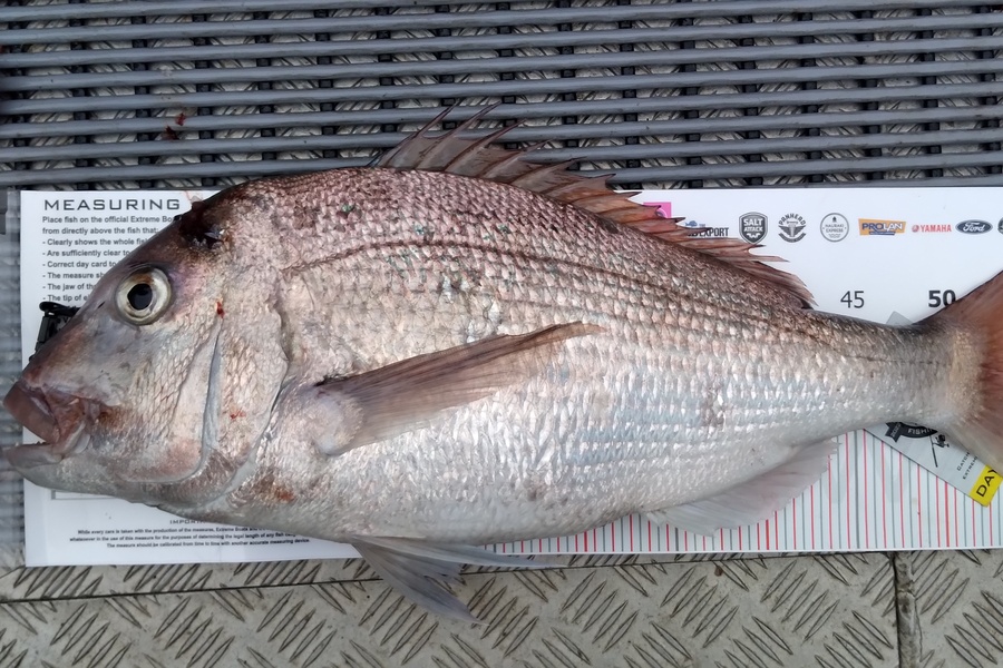 Bruce Andrews caught this 56.0cm Snapper at Whitianga during The Export NZ Fishing Competition