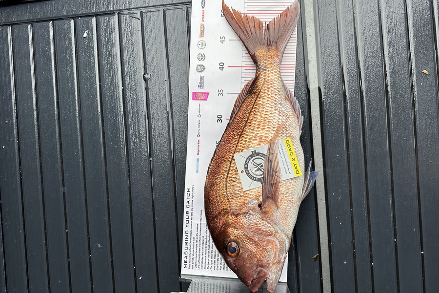 Brendon Eden caught this 48.0cm Snapper at Red Mercs  during The Export NZ Fishing Competition