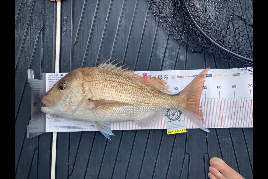 Tomarcelle Miller caught this 53.0cm Snapper at Whitianga during The Export NZ Fishing Competition