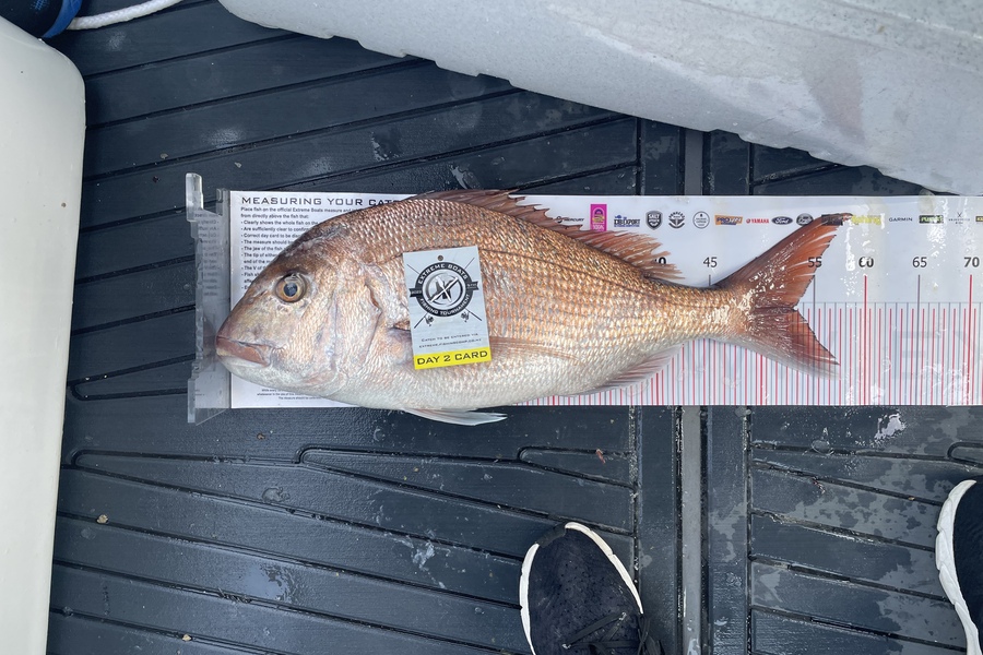 Bryan Swann caught this 53.0cm Snapper at Whitianga during The Export NZ Fishing Competition
