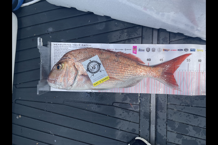 Bryan Swann caught this 49.5cm Snapper at Whitianga during The Export NZ Fishing Competition