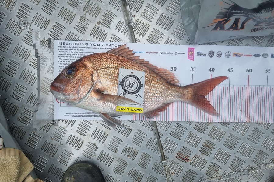 Wayne Fluhler caught this 38.5cm Snapper at Whitianga during The Export NZ Fishing Competition