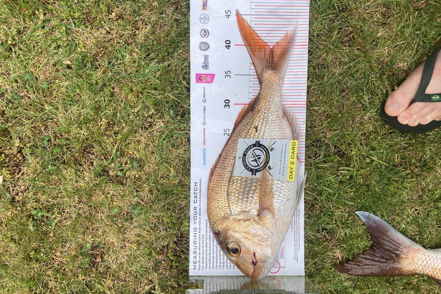Craig  McLean caught this 39.5cm Snapper at Whitianga during The Export NZ Fishing Competition