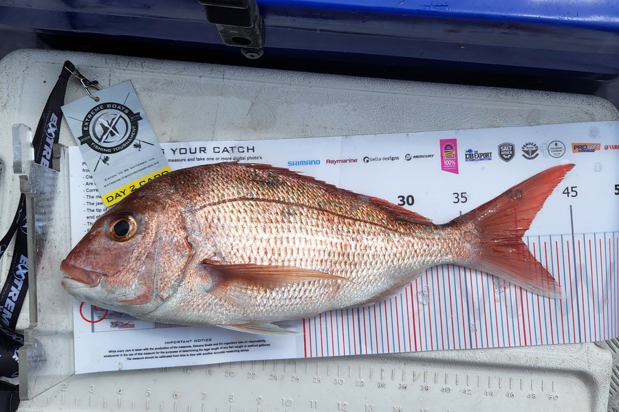 Laurie  Powell caught this 40.0cm Snapper at Whitianga during The Export NZ Fishing Competition
