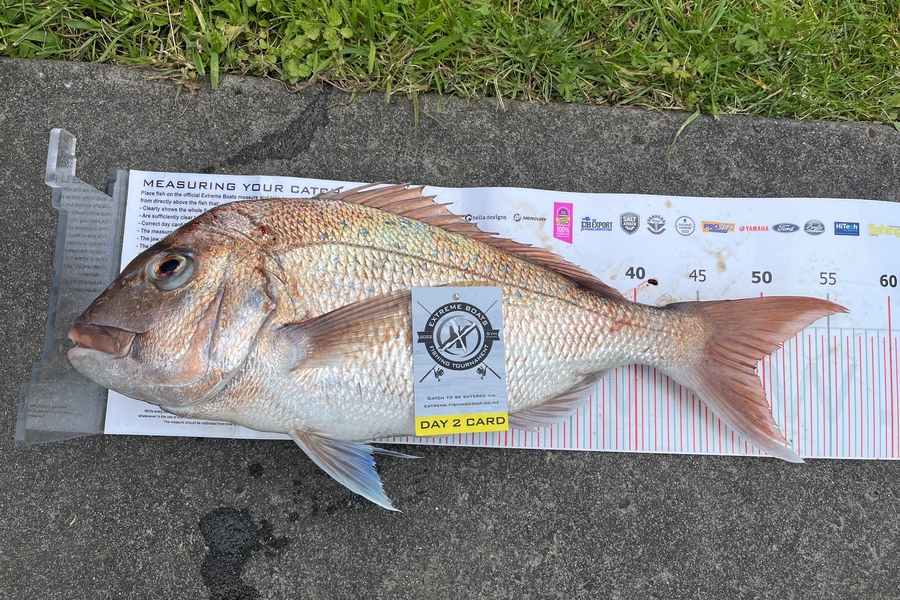 Kevin  Taylor caught this 49.0cm Snapper at Whitianga during The Export NZ Fishing Competition