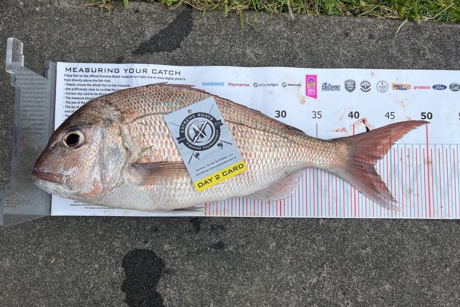Kevin  Taylor caught this 42.5cm Snapper at Whitianga during The Export NZ Fishing Competition