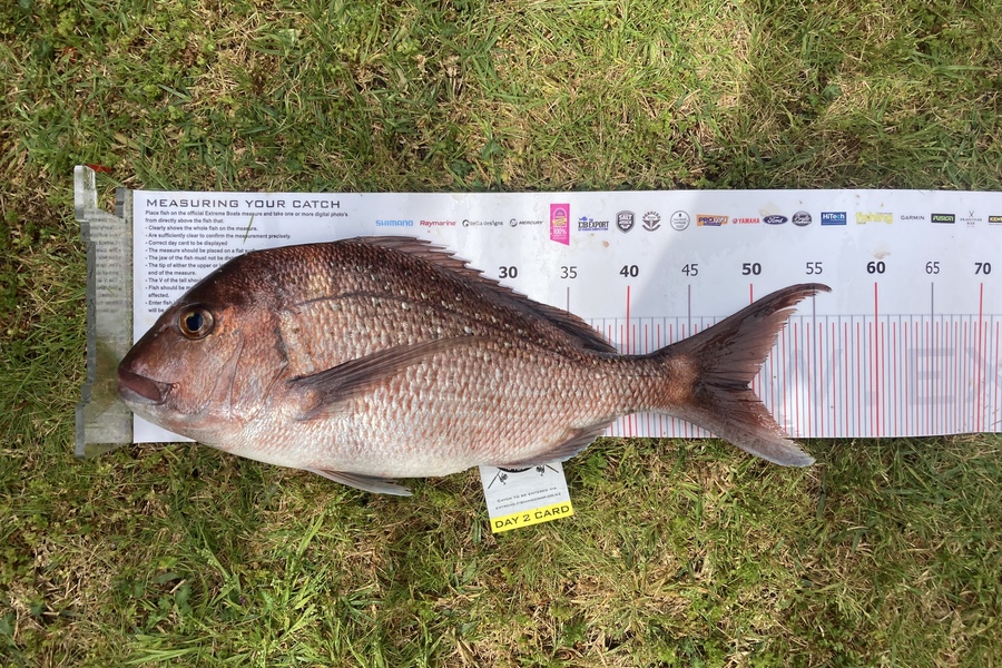 Craig  McLean caught this 49.5cm Snapper at Whitianga during The Export NZ Fishing Competition