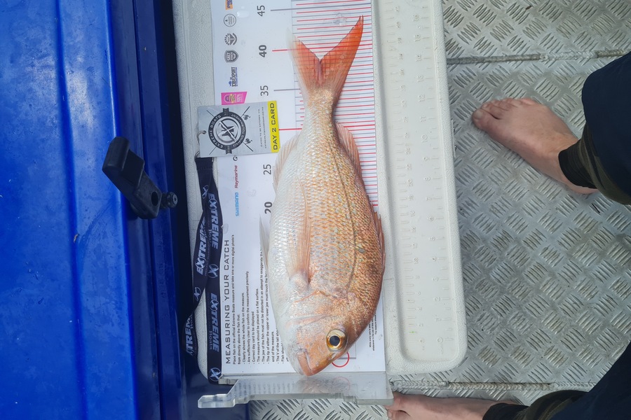 Chris  Powell caught this 38.0cm Snapper at Whitianga during The Export NZ Fishing Competition