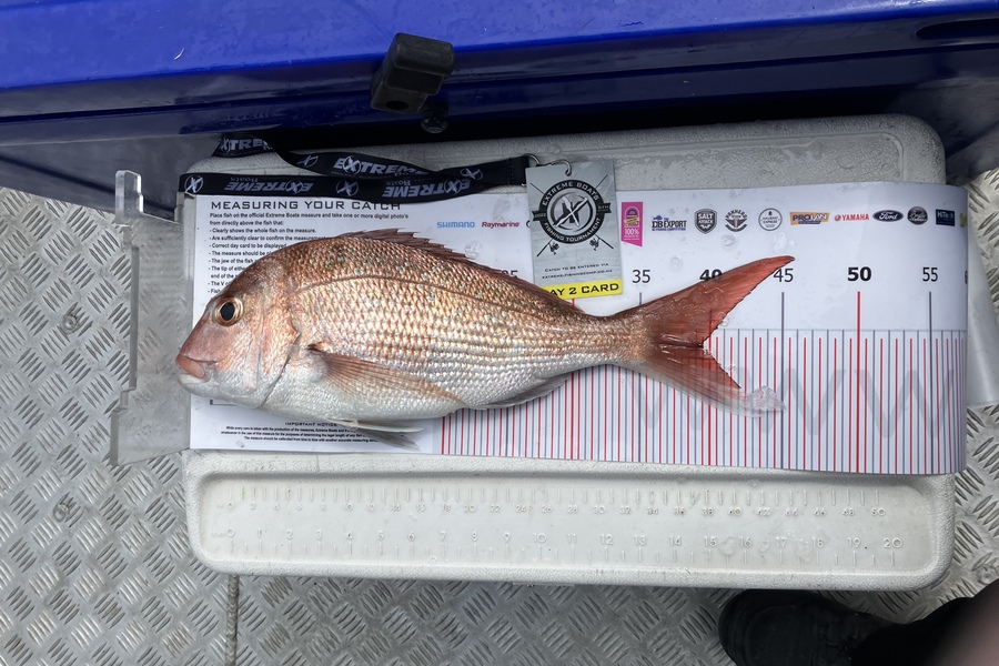 Carl Thornburn caught this 39.5cm Snapper at Whitianga during The Export NZ Fishing Competition