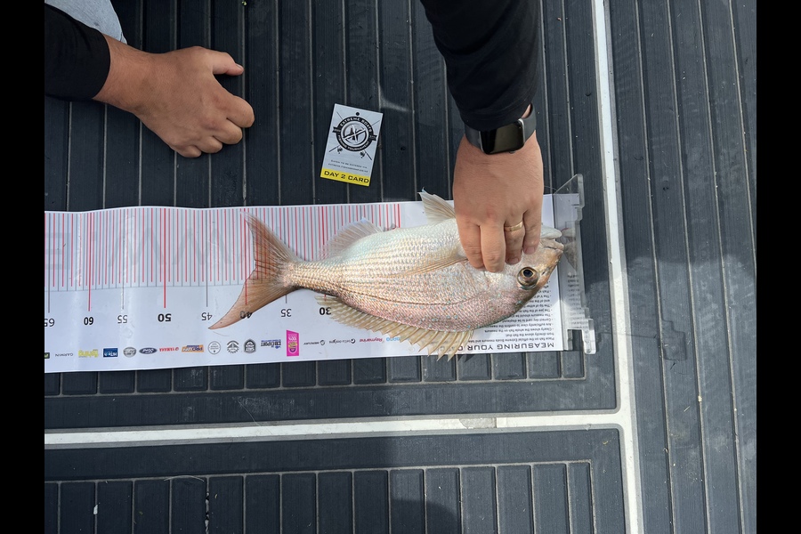 Shae Bryant caught this 38.5cm Snapper at Whitianga during The Export NZ Fishing Competition