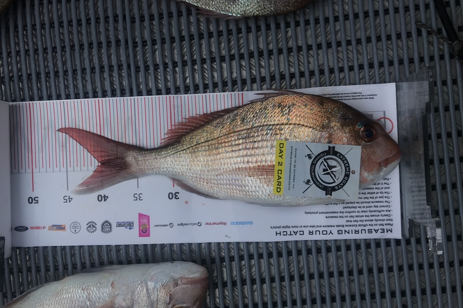 Sam Poots caught this 40.00cm Snapper at Whitianga during The Export NZ Fishing Competition