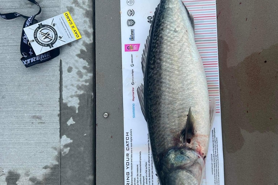 William Edmonds caught this 53.5cm Kahawai at Whitianga during The Export NZ Fishing Competition
