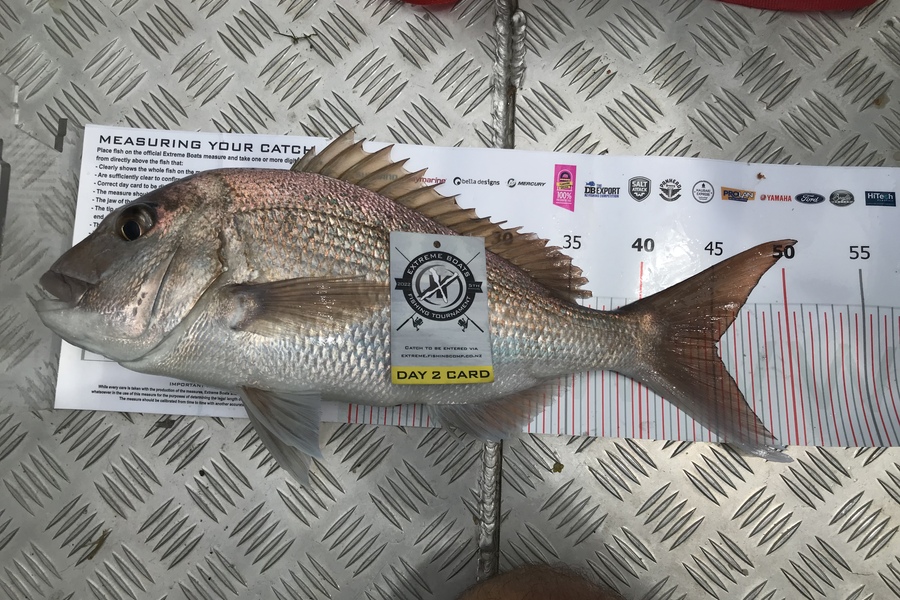 Graham Perkinson caught this 45.0cm Snapper at Whitianga during The Export NZ Fishing Competition