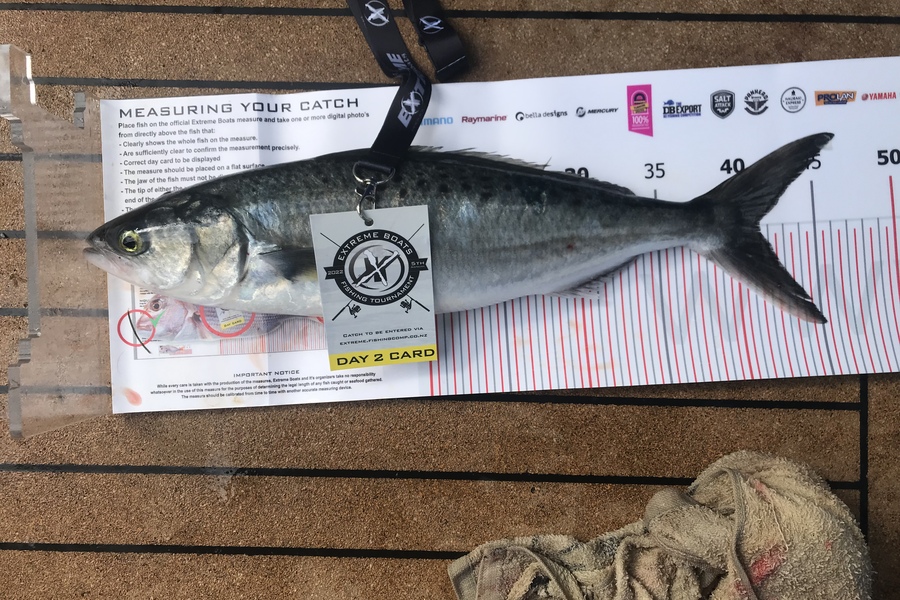 Kerry Manson caught this 41.5cm Kahawai at Whitianga during The Export NZ Fishing Competition