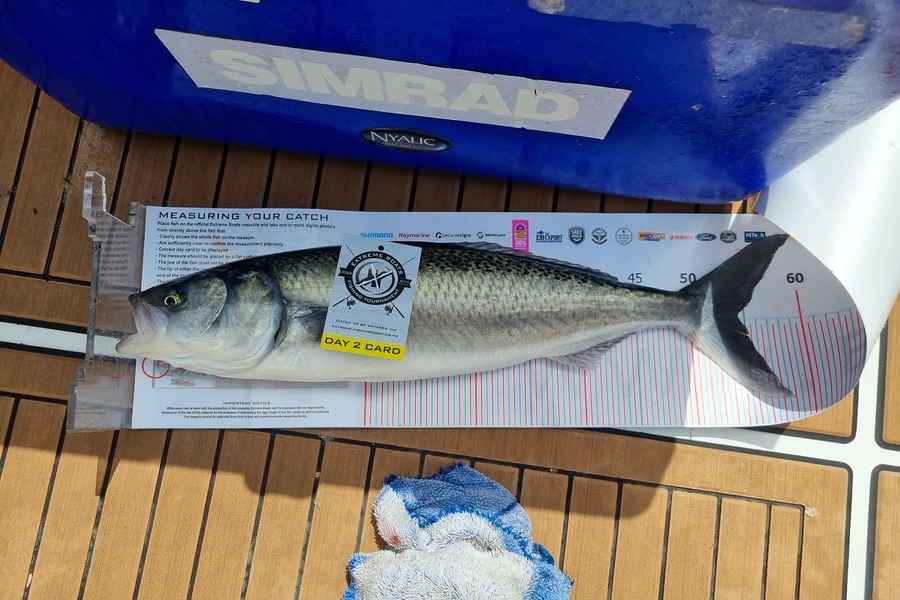 Sam Gemmell caught this 54.5cm Kahawai at Whitianga during The Export NZ Fishing Competition