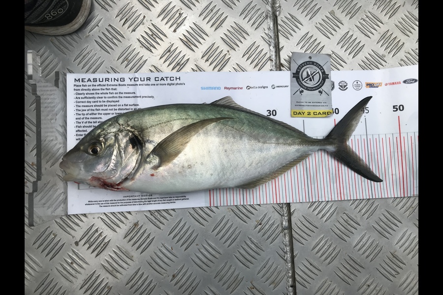 Graham Perkinson caught this 41.5cm Trevally at Whitianga during The Export NZ Fishing Competition