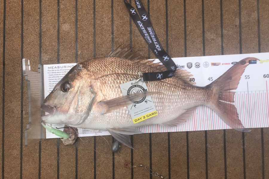 Kerry Manson caught this 51.0cm Snapper at Whitianga during The Export NZ Fishing Competition