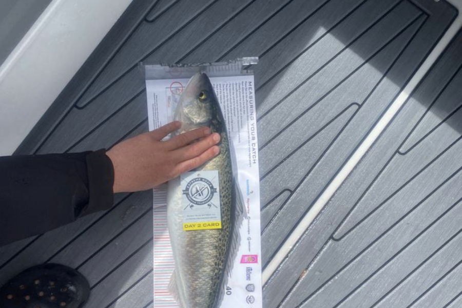 Daryian Te Ei caught this 54.5cm Kahawai at Whitianga during The Export NZ Fishing Competition