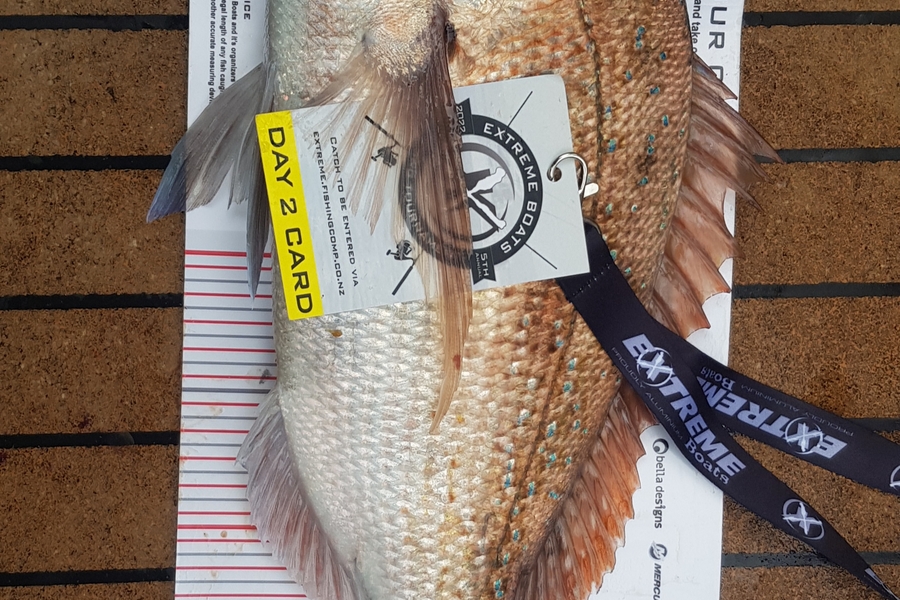 David  McKnight  caught this 43.0cm Snapper at Whitianga during The Export NZ Fishing Competition