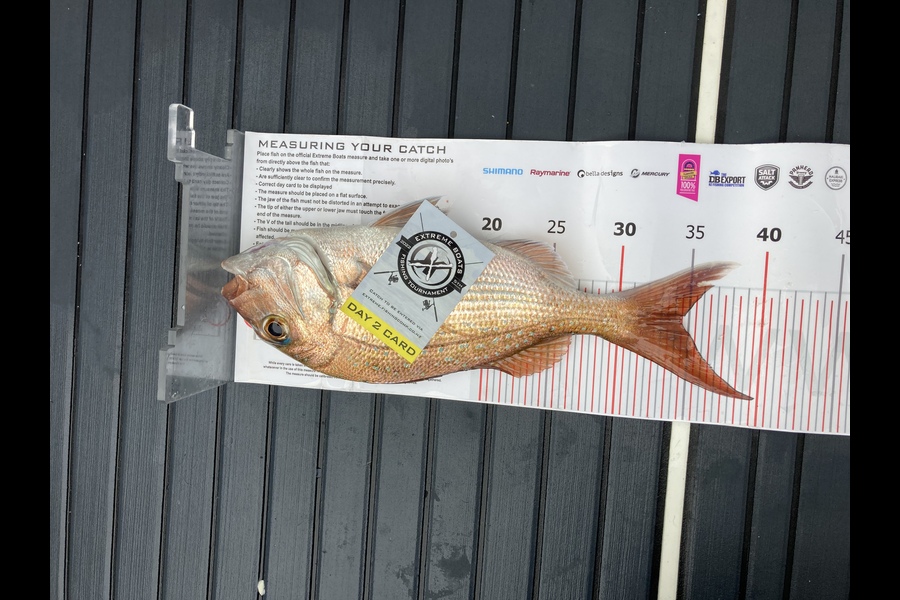 Todd McIntosh caught this 34.0cm Snapper at Whitianga during The Export NZ Fishing Competition