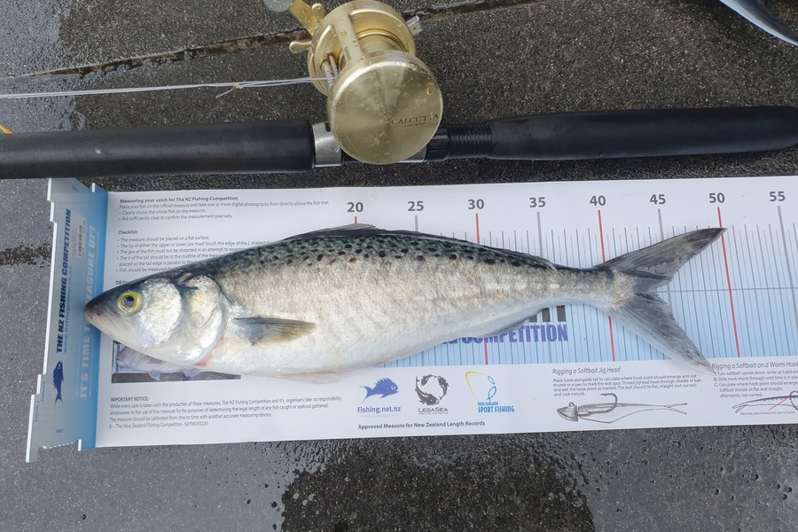 Ian Campbell caught this 43.5cm Kahawai at Raglan during The Export NZ Fishing Competition