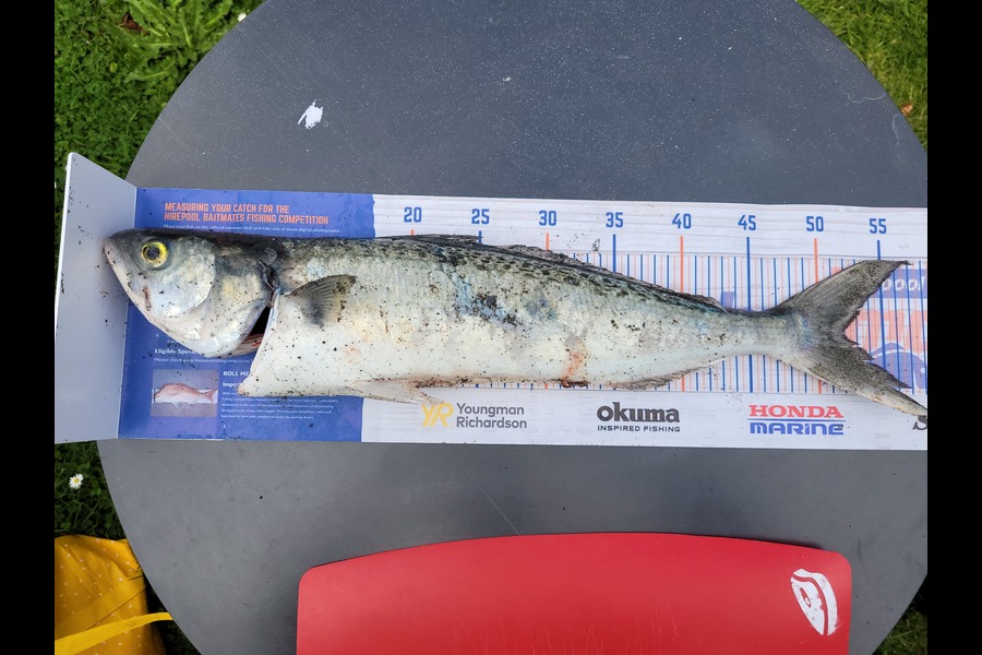 James Ogle caught this 50.5cm Kahawai at Wainuiomata  during The Export NZ Fishing Competition