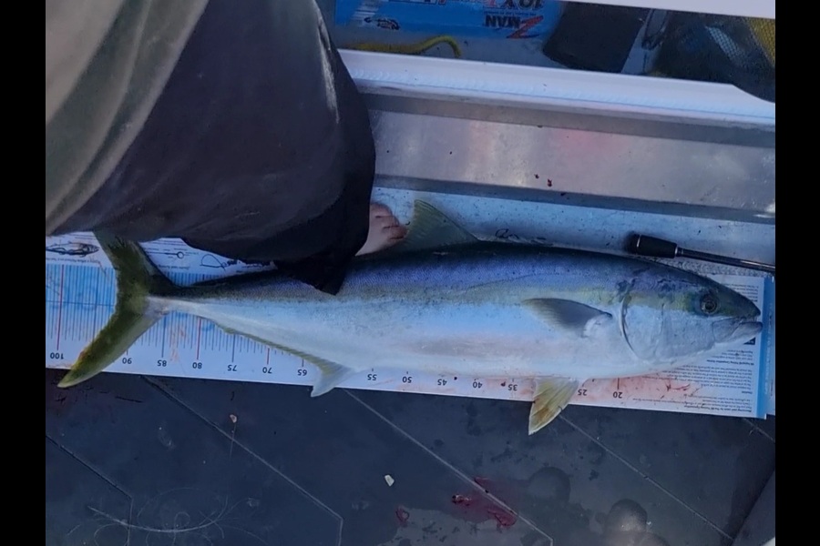 Mike Wright  caught this 92.0cm Kingfish at Whangamata  during The Export NZ Fishing Competition