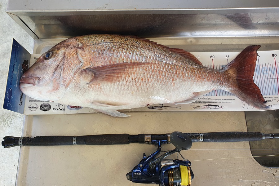 Graeme Mckay caught this 72.5cm Snapper at Gisborne during The Export NZ Fishing Competition