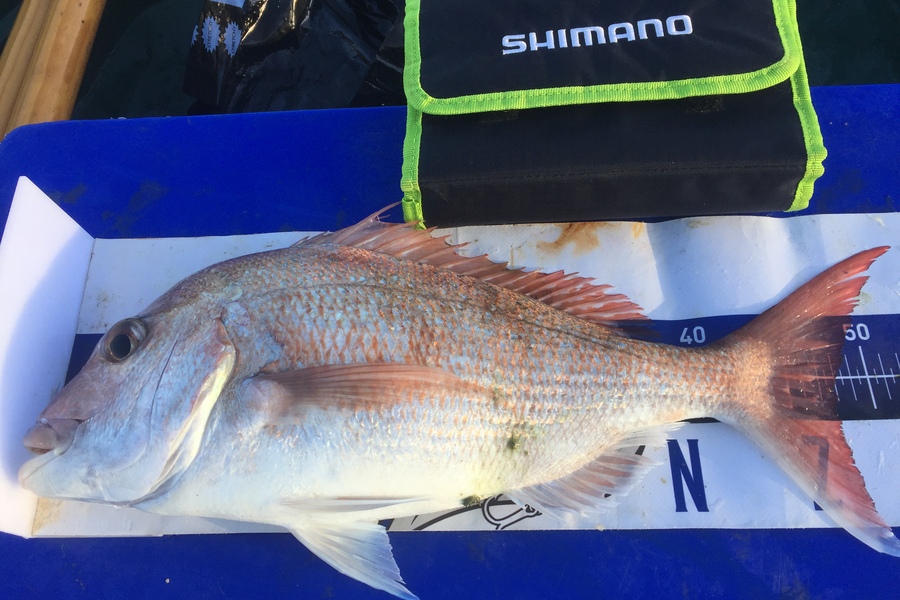 Grant Thompson caught this 46.0cm Snapper at Kawau  during The Export NZ Fishing Competition